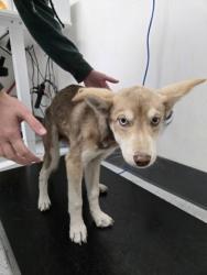 Shelter Stray Female Dog last seen 105th Ave railroad tracks, Oakland, CA, 1101 29th Ave, Oakland, CA 94601, USA