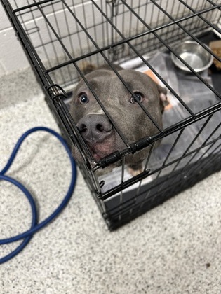 Shelter Stray Male Dog last seen Near peters street, Atlanta, GA, 1251 Fulton Industrial Blvd NW, Atlanta, GA 30336, USA