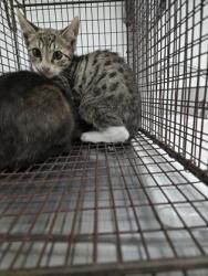 Shelter Stray Male Cat last seen Near 40th ave, Oakland, CA, 1101 29th Ave, Oakland, CA 94601, USA