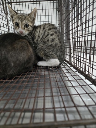Shelter Stray Male Cat last seen Near 40th ave, Oakland, CA, 1101 29th Ave, Oakland, CA 94601, USA
