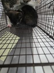 Shelter Stray Male Cat last seen Near 40th ave, Oakland, CA, 1101 29th Ave, Oakland, CA 94601, USA