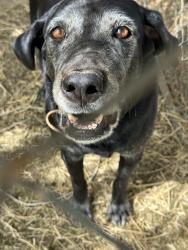 Reunited Female Dog last seen Hughson ca., E Keyes Rd, CA 95316