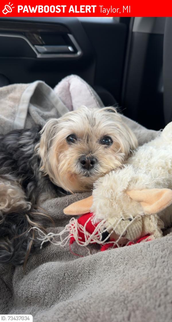 Lost Female Dog last seen Mary St, Taylor, Taylor, MI 48180