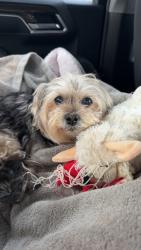 Lost Female Dog last seen Mary St, Taylor, Taylor, MI 48180
