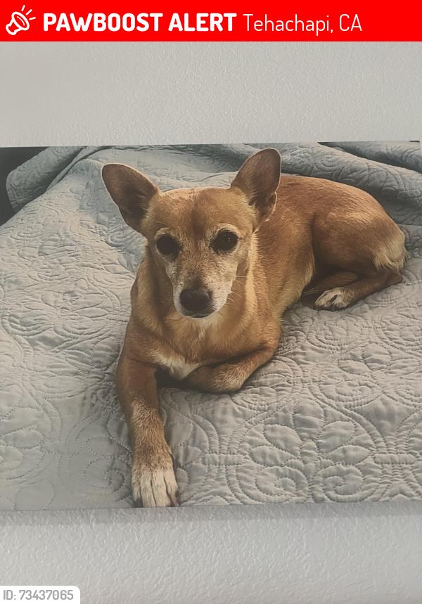 Lost Female Dog last seen Vineyard church, Tehachapi, CA 93561