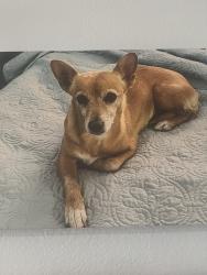Lost Female Dog last seen Vineyard church, Tehachapi, CA 93561