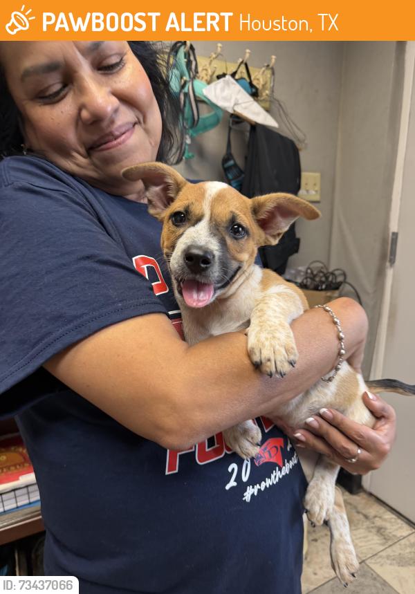 Found/Stray Female Dog last seen Jones road & west road, Houston, TX 77064
