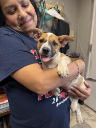 Found/Stray Female Dog last seen Jones road & west road, Houston, TX 77064