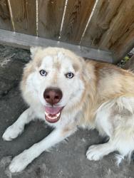 Reunited Female Dog last seen Scranton pa, Scranton, PA 18510