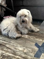 Found/Stray Male Dog last seen McLane Classic Foods, Burleson, TX 76028