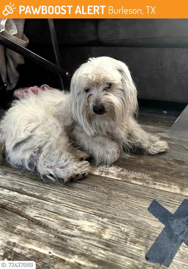 Found/Stray Male Dog last seen McLane Classic Foods, Burleson, TX 76028