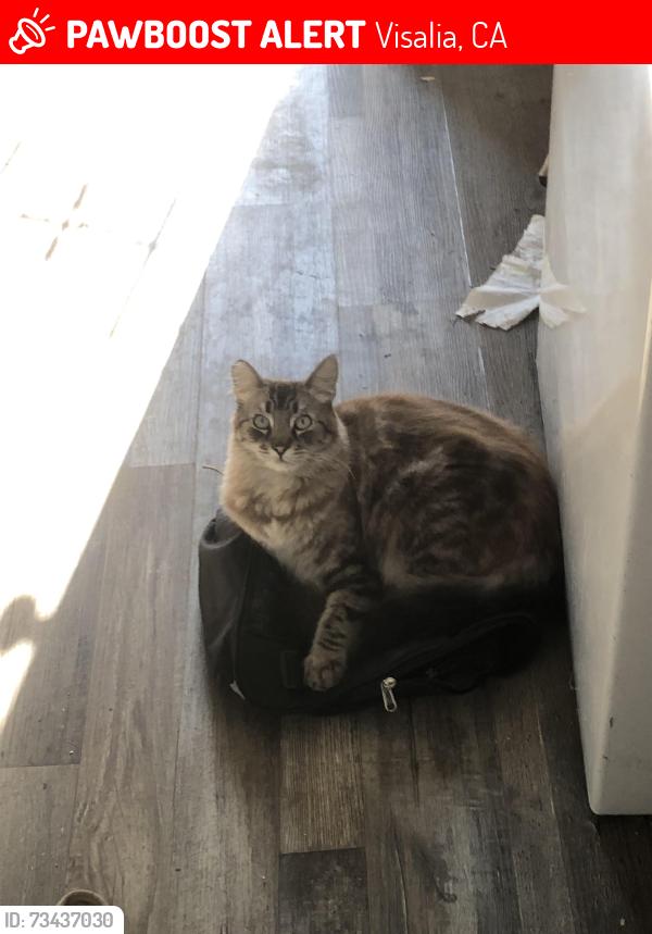Lost Male Cat last seen Near W Walnut Ave apt D, Visalia, CA 93277