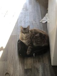 Lost Male Cat last seen Near W Walnut Ave apt D, Visalia, CA 93277