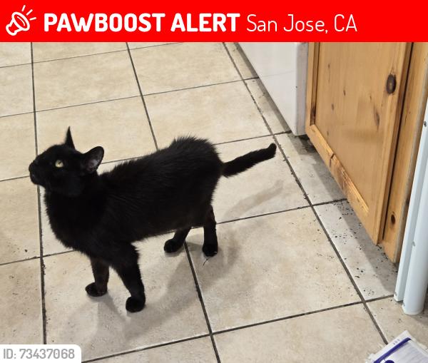 Lost Male Cat last seen Santa Teresa Blvd and Cahalan, San Jose, CA 95123
