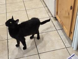 Lost Male Cat last seen Santa Teresa Blvd and Cahalan, San Jose, CA 95123