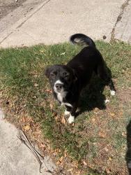 Lost Female Dog last seen Behind country vet, Harlingen, TX 78552