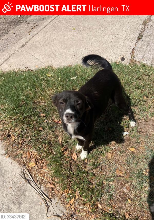 Lost Female Dog last seen Behind country vet, Harlingen, TX 78552