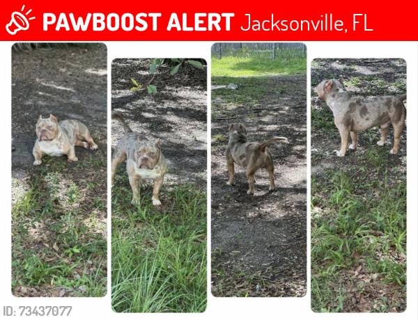 Lost Male Dog last seen Acme, Jacksonville, FL 32211