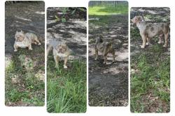 Lost Male Dog last seen Acme, Jacksonville, FL 32211