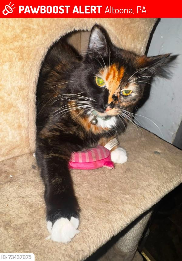 Lost Female Cat last seen 24th Street, Altoona, PA 16602