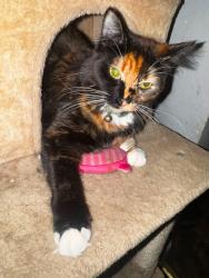 Lost Female Cat last seen 24th Street, Altoona, PA 16602