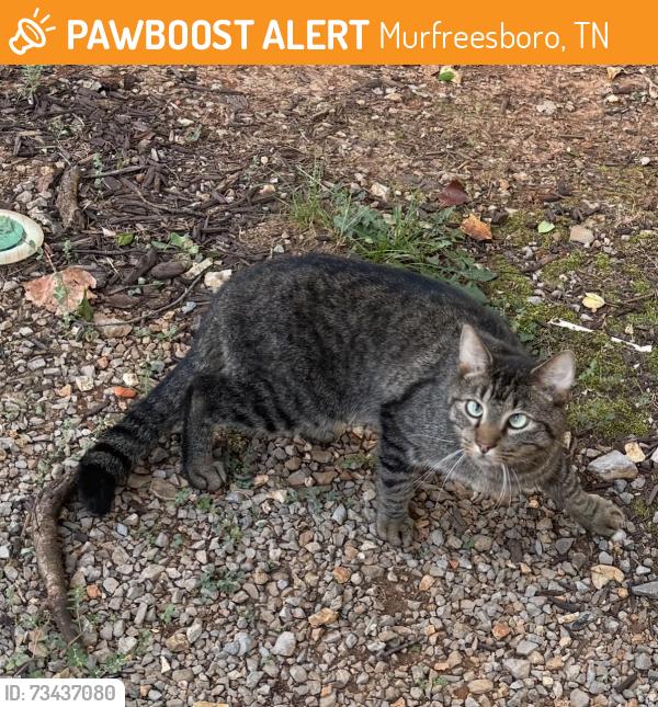 Found/Stray Unknown Cat last seen S. Church St., Murfreesboro, TN 37128