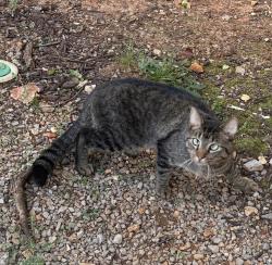 Found/Stray Unknown Cat last seen S. Church St., Murfreesboro, TN 37128
