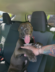 Reunited Male Dog last seen Lower Roswell Road, Marietta, GA 30067