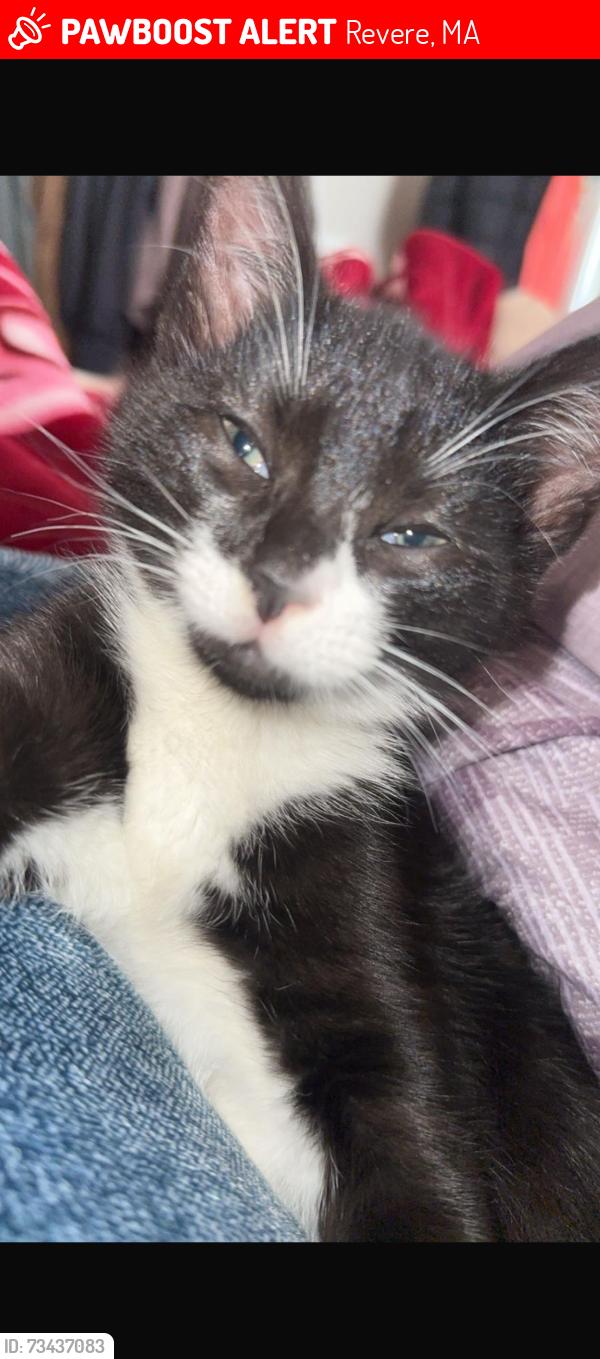 Lost Male Cat last seen Elliot road, Revere, MA 02151