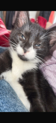 Lost Male Cat last seen Elliot road, Revere, MA 02151