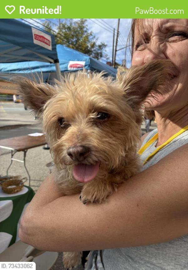 Reunited Unknown Dog last seen Virginia and shiloh., Pittsburgh, PA 15211