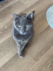 Shelter Stray Female Cat last seen Mission Bay Jetty, San Diego, CA, 92109, 5500 Gaines St, San Diego, CA 92110, USA