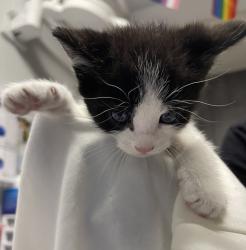 Shelter Stray Female Cat last seen Apt 106,1121 Morning View Drive, Escondido, CA, 92026, Escondido, CA 92027, USA