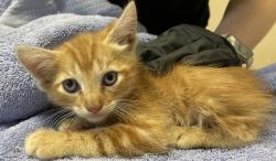 Shelter Stray Male Cat last seen Near Vis Santiago Street, Vista, CA, 92081, Oceanside, CA 92058, USA