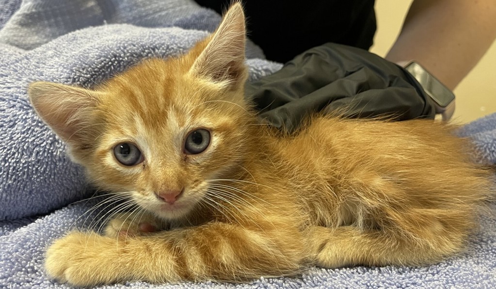 Shelter Stray Male Cat last seen Near Vis Santiago Street, Vista, CA, 92081, Oceanside, CA 92058, USA