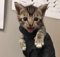 Shelter Stray Female Cat last seen high street, OAKLAND, CA, 94601, 8323 Baldwin St, Oakland, CA 94621, USA
