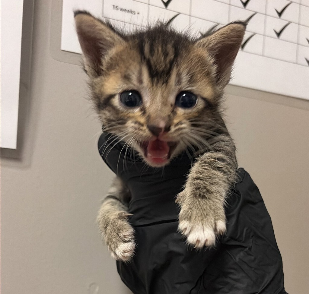 Shelter Stray Female Cat last seen high street, OAKLAND, CA, 94601, 8323 Baldwin St, Oakland, CA 94621, USA