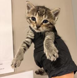 Shelter Stray Female Cat last seen high street, OAKLAND, CA, 94601, 8323 Baldwin St, Oakland, CA 94621, USA