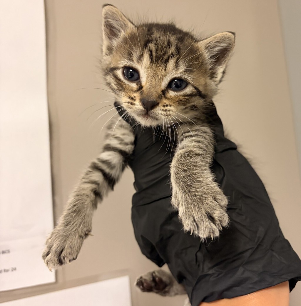 Shelter Stray Female Cat last seen high street, OAKLAND, CA, 94601, 8323 Baldwin St, Oakland, CA 94621, USA
