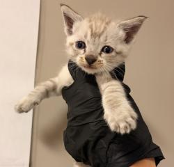 Shelter Stray Male Cat last seen high street, OAKLAND, CA, 94601, 8323 Baldwin St, Oakland, CA 94621, USA