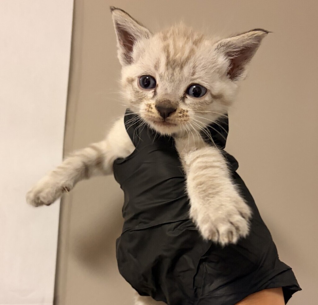 Shelter Stray Male Cat last seen high street, OAKLAND, CA, 94601, 8323 Baldwin St, Oakland, CA 94621, USA
