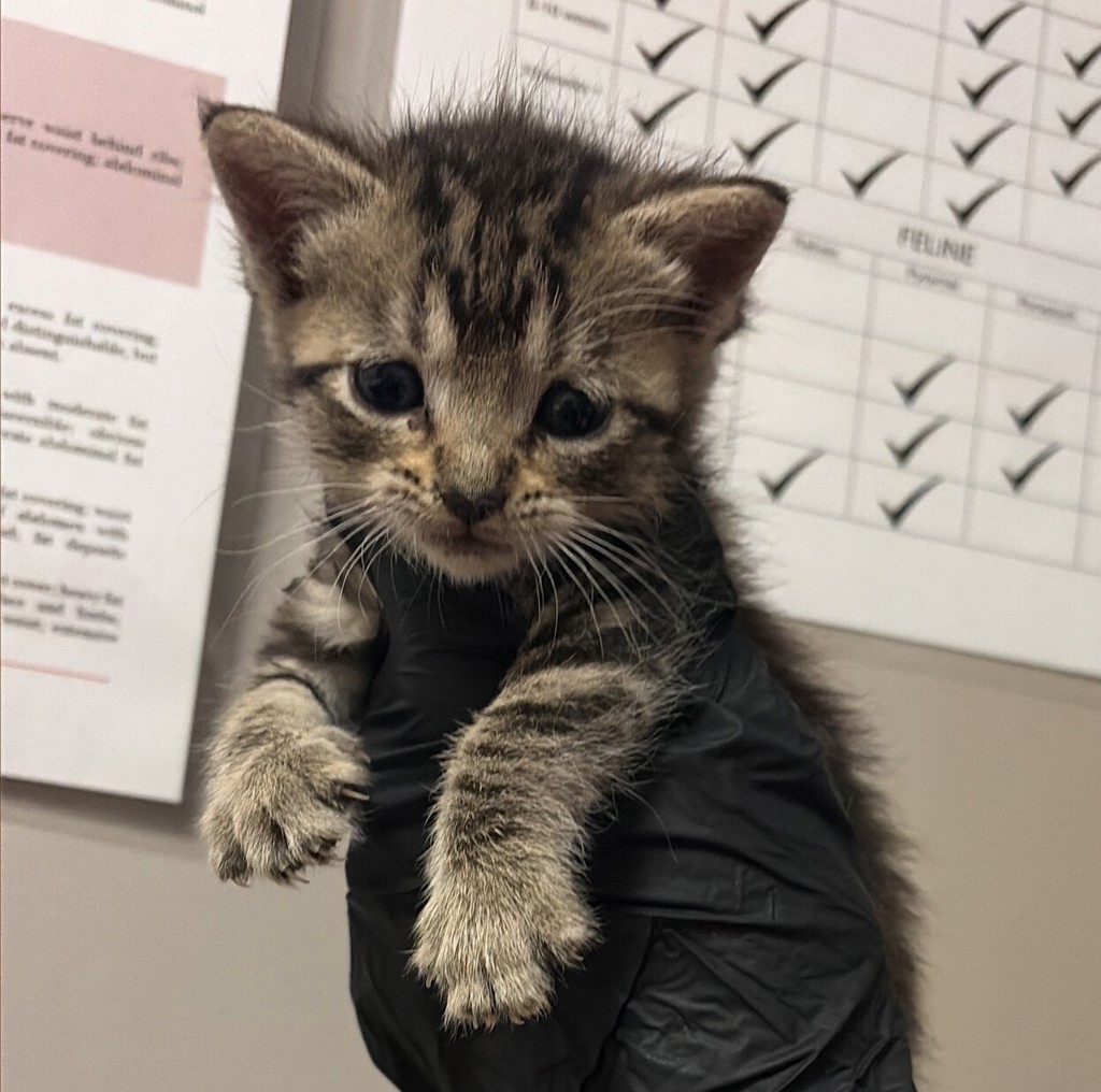 Shelter Stray Female Cat last seen high street, OAKLAND, CA, 94601, 8323 Baldwin St, Oakland, CA 94621, USA