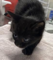 Shelter Stray Female Cat last seen Apt 106,1121 Morning View Drive, Escondido, CA, 92026, Escondido, CA 92027, USA