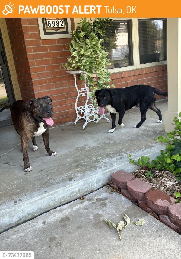 Found/Stray Male Dog last seen E. 72nd St. & S. 70th E. Ave., Tulsa, OK 74133