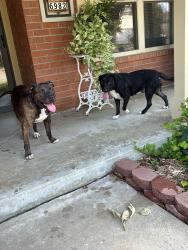 Found/Stray Male Dog last seen E. 72nd St. & S. 70th E. Ave., Tulsa, OK 74133