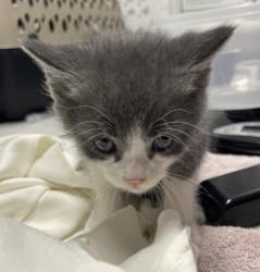 Shelter Stray Male Cat last seen Apt 106,1121 Morning View Drive, Escondido, CA, 92026, Escondido, CA 92027, USA
