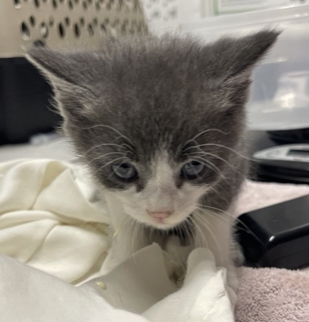 Shelter Stray Male Cat last seen Apt 106,1121 Morning View Drive, Escondido, CA, 92026, Escondido, CA 92027, USA