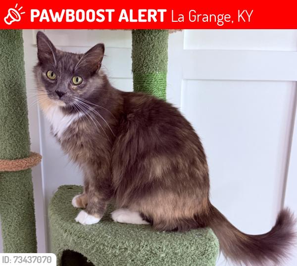 Lost Female Cat last seen Woodland Lakes Subdivision, La Grange, KY 40031