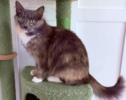 Lost Female Cat last seen Woodland Lakes Subdivision, La Grange, KY 40031
