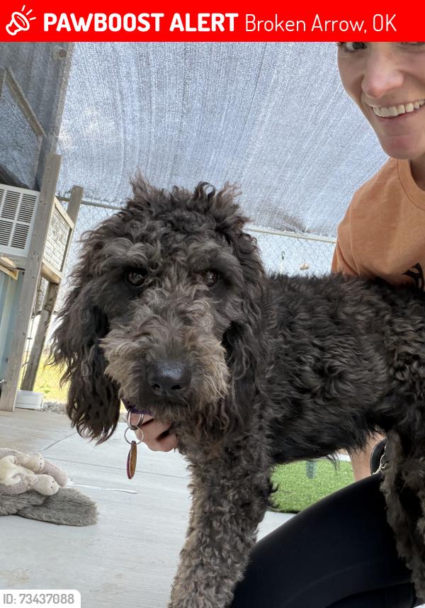 Lost Female Dog last seen 71st and oneta, Broken Arrow, OK 74014